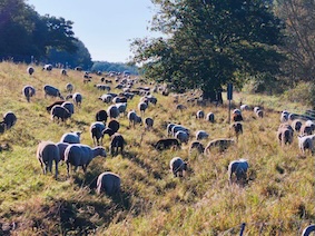 Schafherde auf einem sonnigen Hang mit Bäumen im Wendland