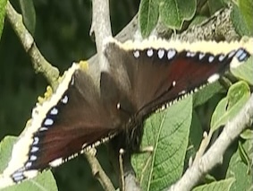 Trauermantel-Schmetterling mit ausgebreiteten Flügeln auf einem Zweig